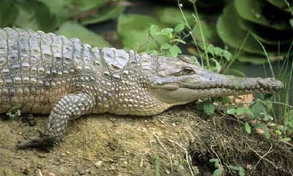10 Deadly Extraordinary Pets Within the World
