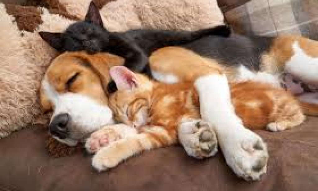 Top 10 Cutest Animals you never knew