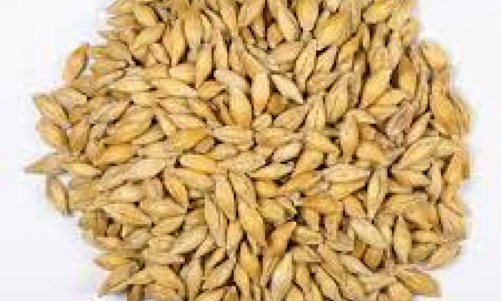 Top Ten Reasons to Increase Barley Intake in your Regular Diet