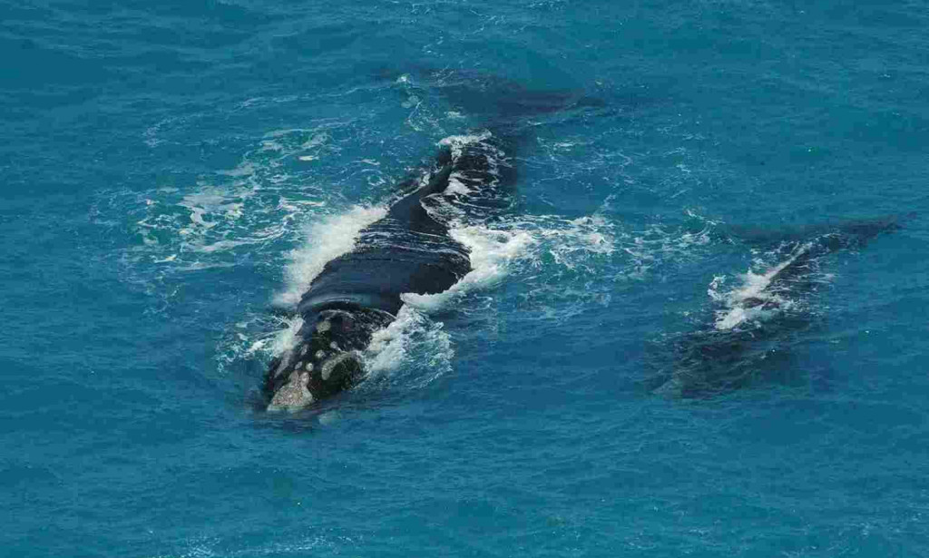 What If All Whales Are Died In Ocean?